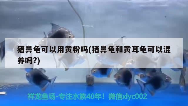 豬鼻龜可以用黃粉嗎(豬鼻龜和黃耳龜可以混養嗎?)