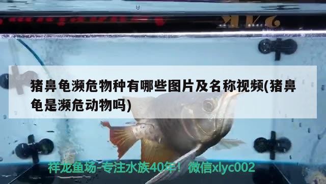 豬鼻龜瀕危物種有哪些圖片及名稱視頻(豬鼻龜是瀕危動物嗎)