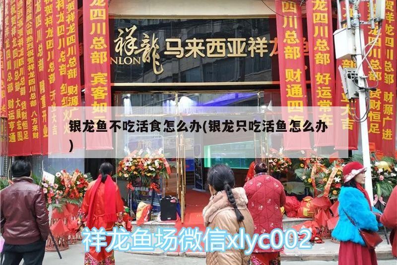 銀龍魚不吃活食怎么辦(銀龍只吃活魚怎么辦)