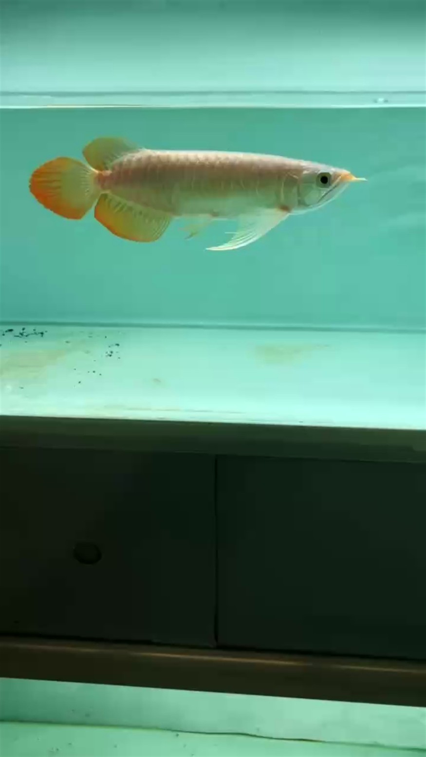 老虎魚圖片大全大圖(秒懂百科老虎魚)
