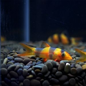牛心該不該煮熟？，七彩神仙魚喂牛心有哪些技巧牛心喂魚多久一次合適