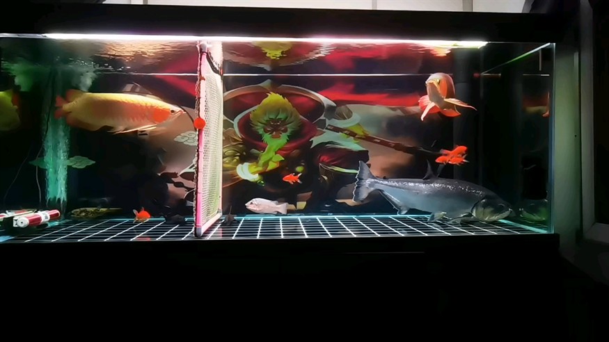 龍魚的飼養方法是什么，超白玻璃龍魚的飼養方法