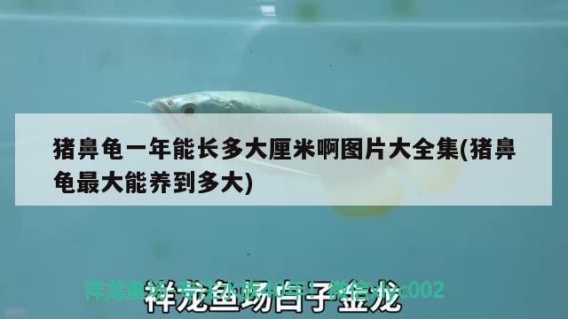 豬鼻龜一年能長多大厘米啊圖片大全集(豬鼻龜最大能養到多大)