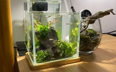 玻璃瓶魚缸造景圖：如何制作玻璃瓶魚缸造景