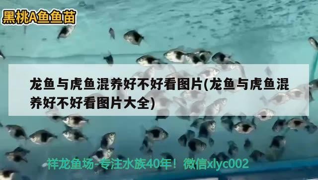 龍魚與虎魚混養好不好看圖片(龍魚與虎魚混養好不好看圖片大全)