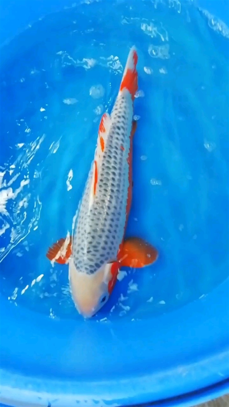 精品淺黃