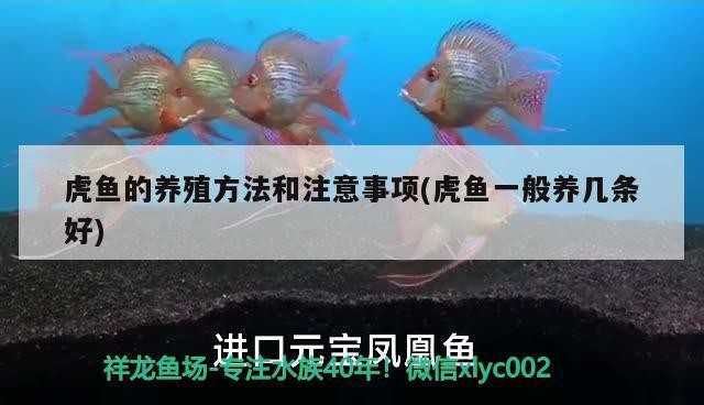 虎魚的養殖方法和注意事項(虎魚一般養幾條好) 虎魚的養殖方法和注意事項(虎魚一般養幾條好) 虎魚百科