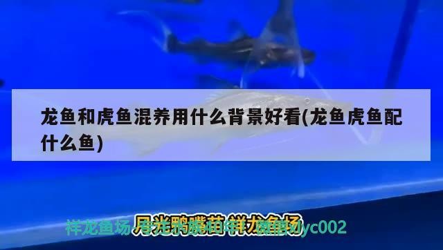 龍魚和虎魚混養用什么背景好看(龍魚虎魚配什么魚)