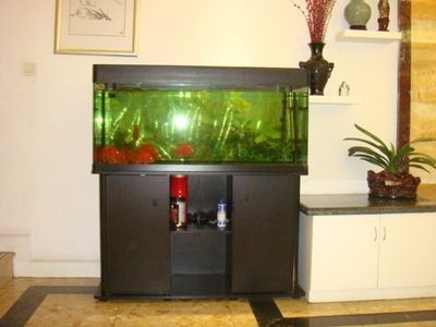 搬家公司魚缸搬碎了怎么處理：魚缸搬運時不幸破碎怎么辦？