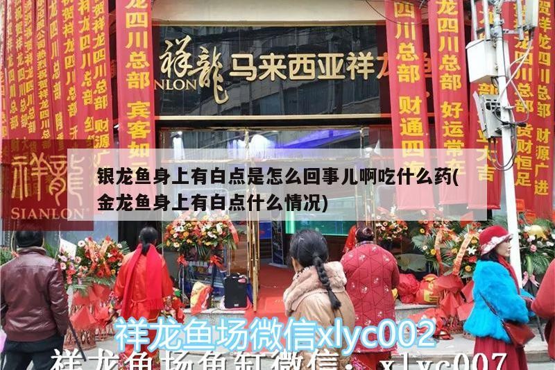 銀龍魚身上有白點是怎么回事兒啊吃什么藥(金龍魚身上有白點什么情況)