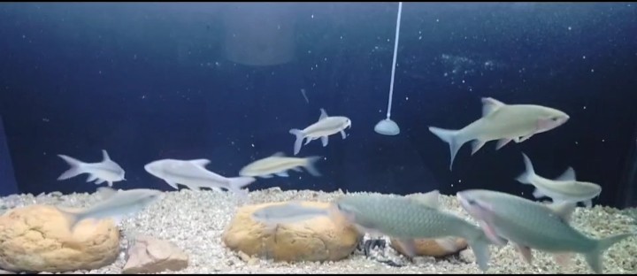 吉羅青竹鯉喂食 吉羅青竹鯉喂食 龍魚(yú)論壇