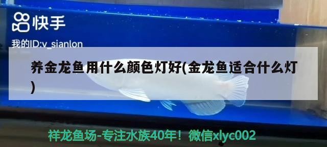 養金龍魚用什么顏色燈好(金龍魚適合什么燈)