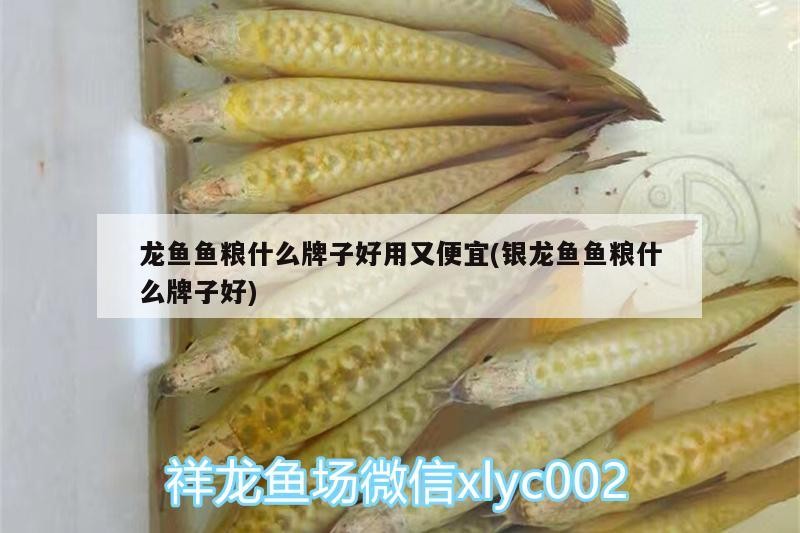 龍魚魚糧什么牌子好用又便宜(銀龍魚魚糧什么牌子好) 龍魚魚糧什么牌子好用又便宜(銀龍魚魚糧什么牌子好) 銀龍魚百科