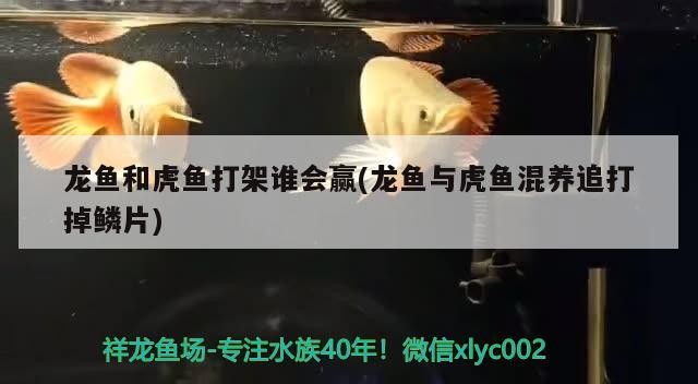 龍魚和虎魚打架誰會贏(龍魚與虎魚混養追打掉鱗片)