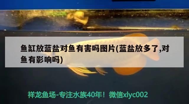 魚缸放藍鹽對魚有害嗎圖片(藍鹽放多了,對魚有影響嗎)