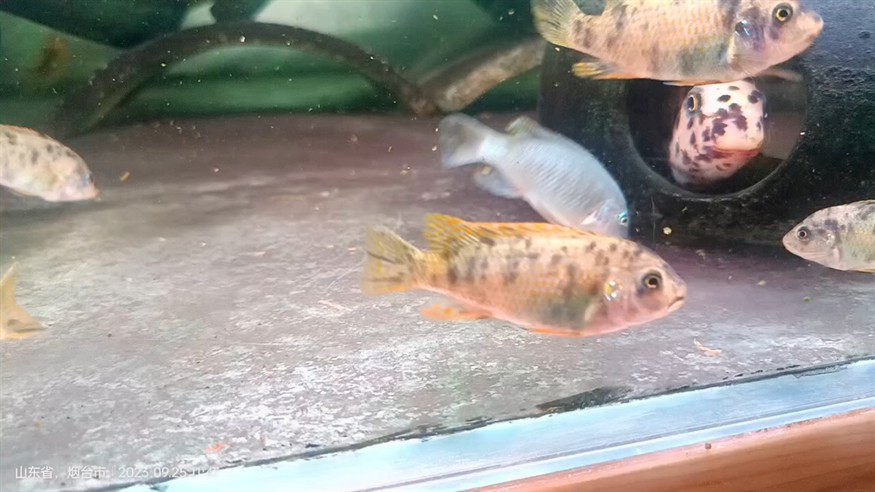 野生超級橙小丑F1苗子