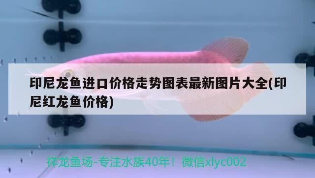 印尼龍魚進(jìn)口價(jià)格走勢圖表最新圖片大全(印尼紅龍魚價(jià)格)