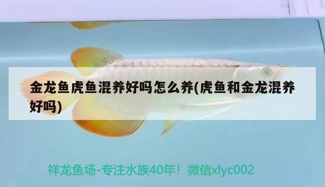 金龍魚虎魚混養好嗎怎么養(虎魚和金龍混養好嗎)