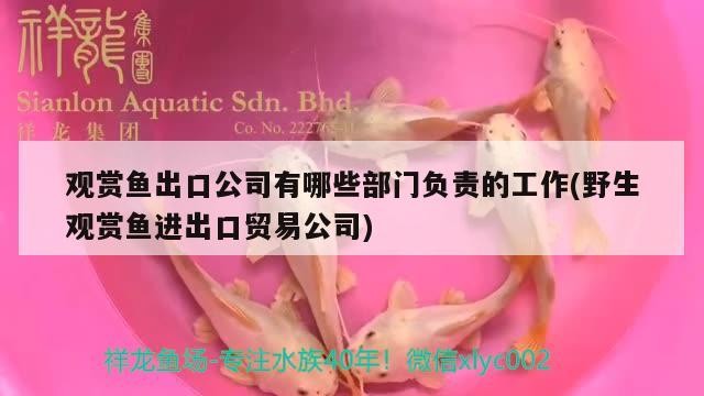 印尼龍魚進口價格表大全最新消息圖片視頻播放(印尼紅龍魚40公分低價轉讓3980元)