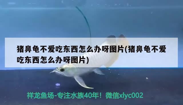 豬鼻龜不愛吃東西怎么辦呀圖片(豬鼻龜不愛吃東西怎么辦呀圖片)