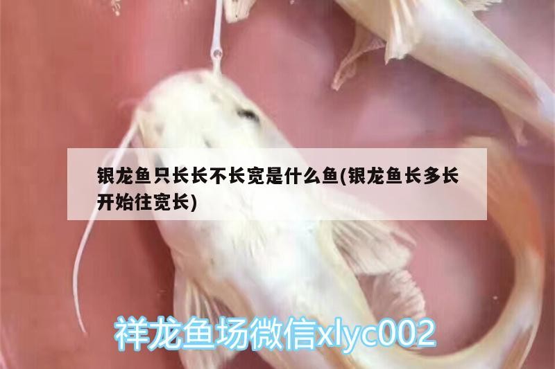 銀龍魚只長長不長寬是什么魚(銀龍魚長多長開始往寬長)