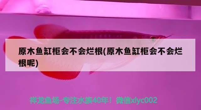 原木魚缸柜會不會爛根(原木魚缸柜會不會爛根呢)