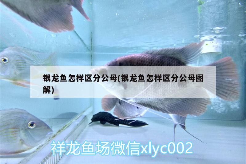 銀龍魚怎樣區分公母(銀龍魚怎樣區分公母圖解)