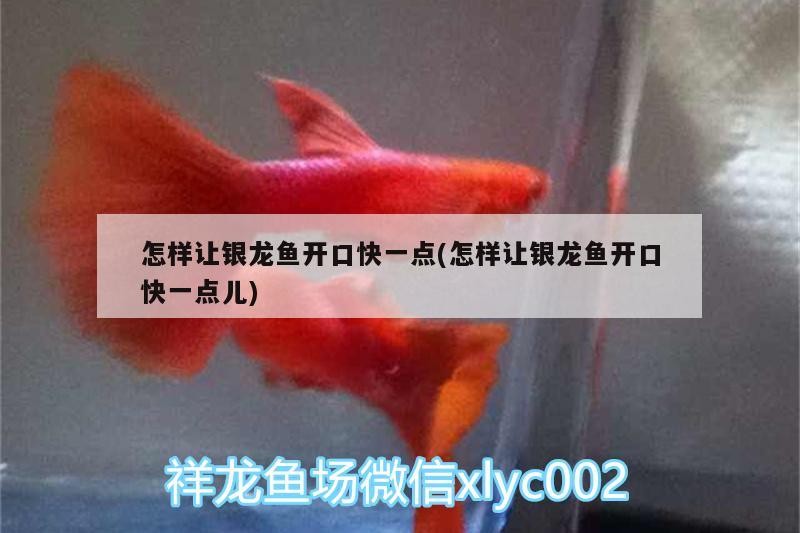 怎樣讓銀龍魚開口快一點(怎樣讓銀龍魚開口快一點兒)