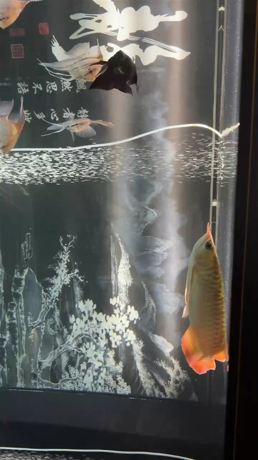 鰓蓋終于有點顏色了。