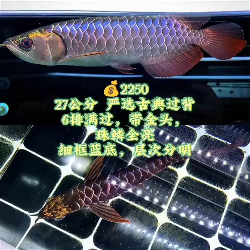 純白燈無(wú)美顏拍攝！