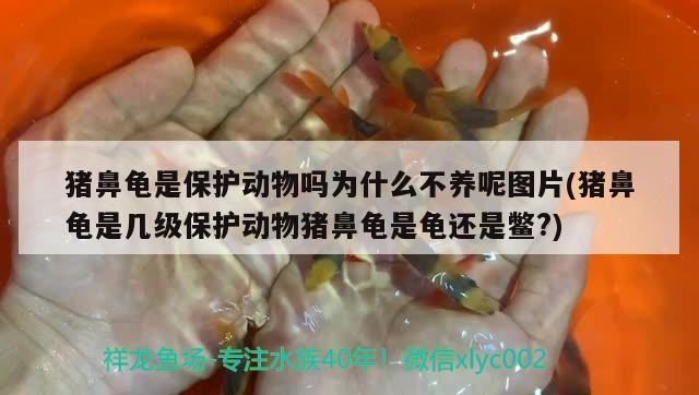 豬鼻龜是保護(hù)動(dòng)物嗎為什么不養(yǎng)呢圖片(豬鼻龜是幾級(jí)保護(hù)動(dòng)物豬鼻龜是龜還是鱉?)