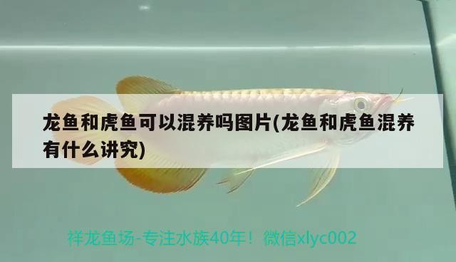 龍魚和虎魚可以混養嗎圖片(龍魚和虎魚混養有什么講究)