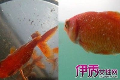 大魚缸怎么降溫：大魚缸的降溫方法