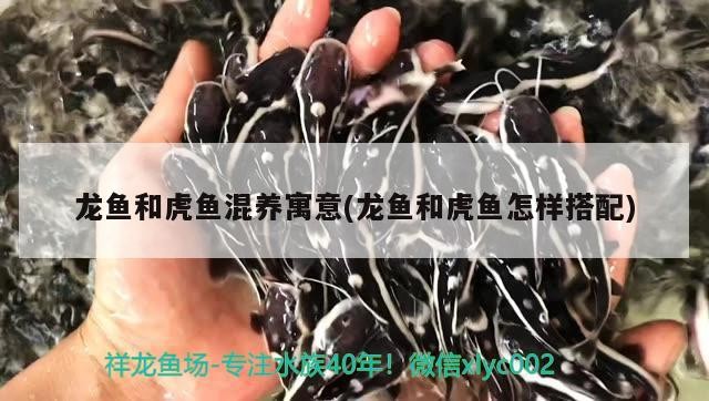 龍魚和虎魚混養(yǎng)寓意(龍魚和虎魚怎樣搭配)