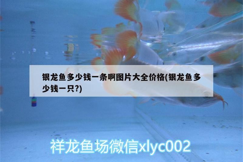 銀龍魚多少錢一條啊圖片大全價(jià)格(銀龍魚多少錢一只?)