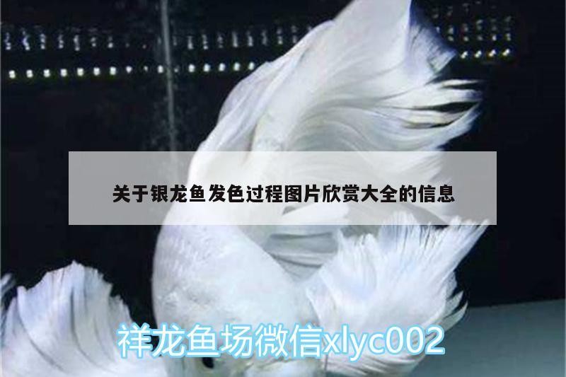 關于銀龍魚發色過程圖片欣賞大全的信息