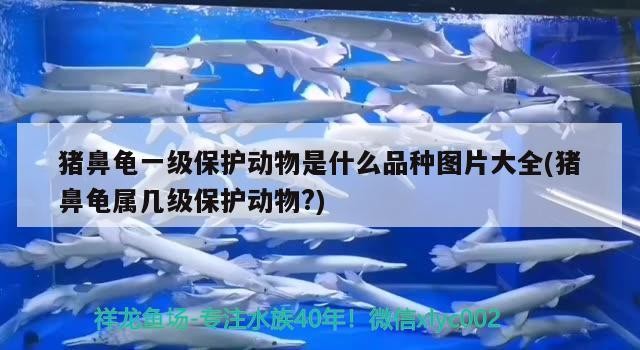 豬鼻龜一級保護動物是什么品種圖片大全(豬鼻龜屬幾級保護動物?)