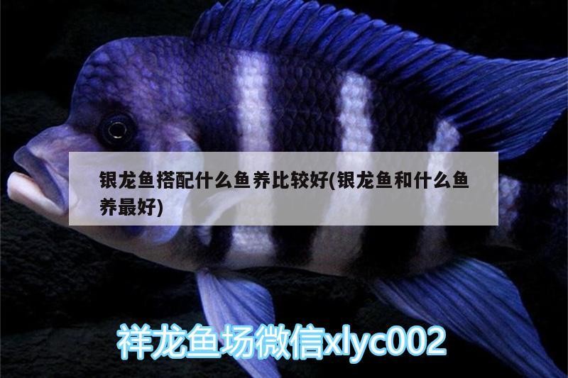 銀龍魚搭配什么魚養比較好(銀龍魚和什么魚養最好)