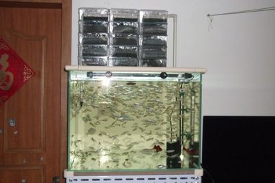 70厘米魚(yú)缸養(yǎng)多少合適：70厘米的魚(yú)缸養(yǎng)護(hù)技巧