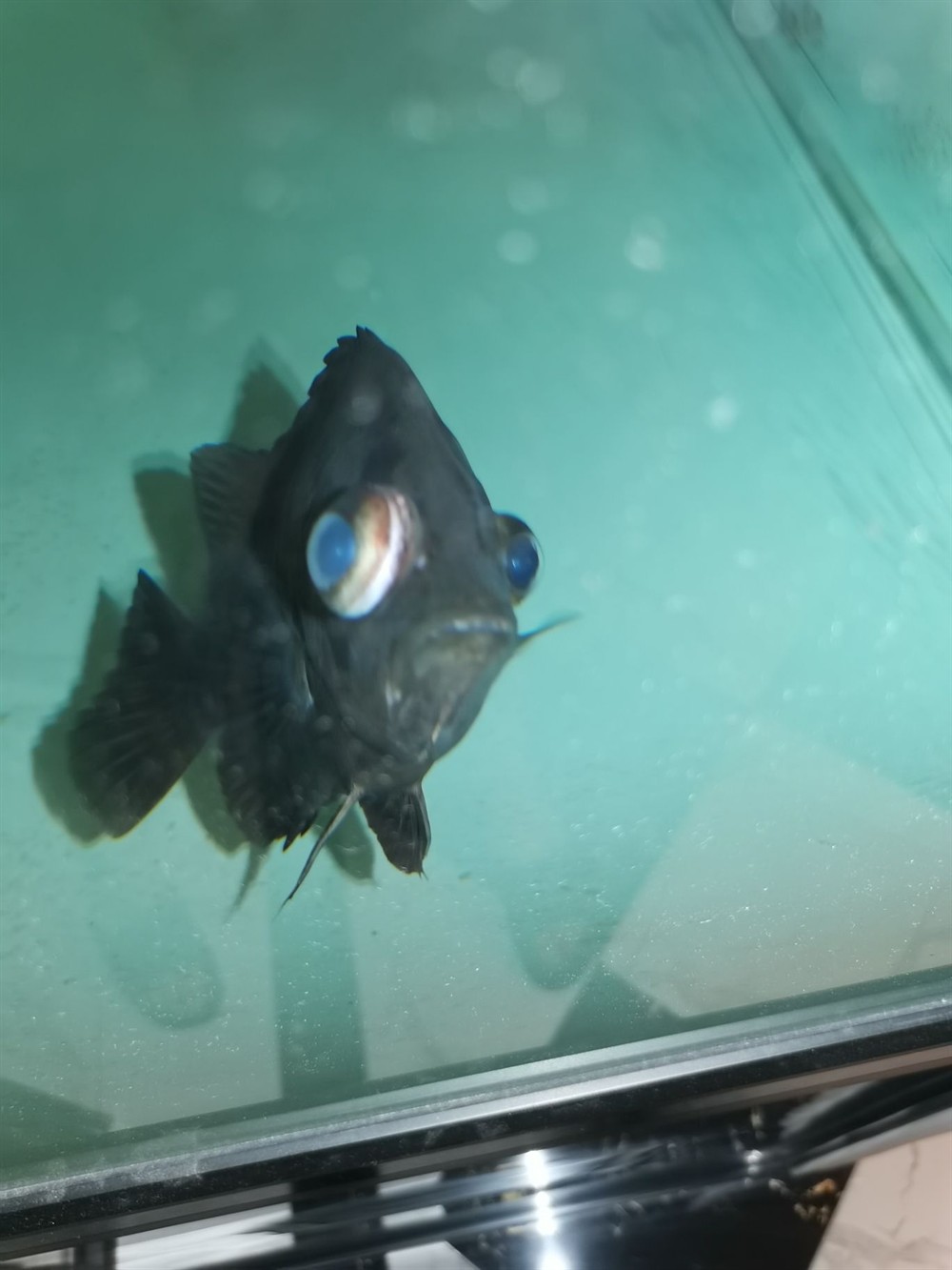 印尼虎魚應(yīng)該怎么治療 虎魚百科 第1張 印尼虎魚應(yīng)該怎么治療 印尼虎魚應(yīng)該怎么治療 虎魚百科 第1張