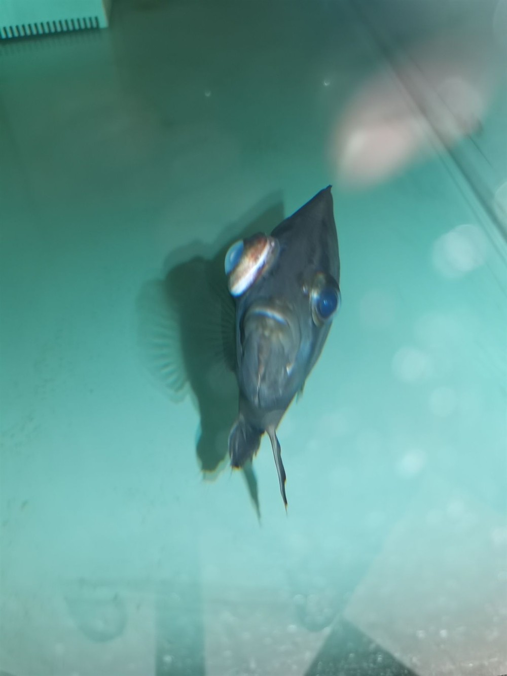 印尼虎魚應(yīng)該怎么治療 虎魚百科 第2張 印尼虎魚應(yīng)該怎么治療 印尼虎魚應(yīng)該怎么治療 虎魚百科 第2張
