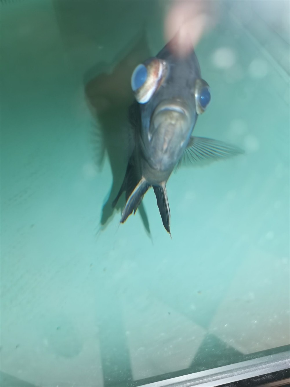 印尼虎魚應(yīng)該怎么治療 虎魚百科 第3張 印尼虎魚應(yīng)該怎么治療 印尼虎魚應(yīng)該怎么治療 虎魚百科 第3張