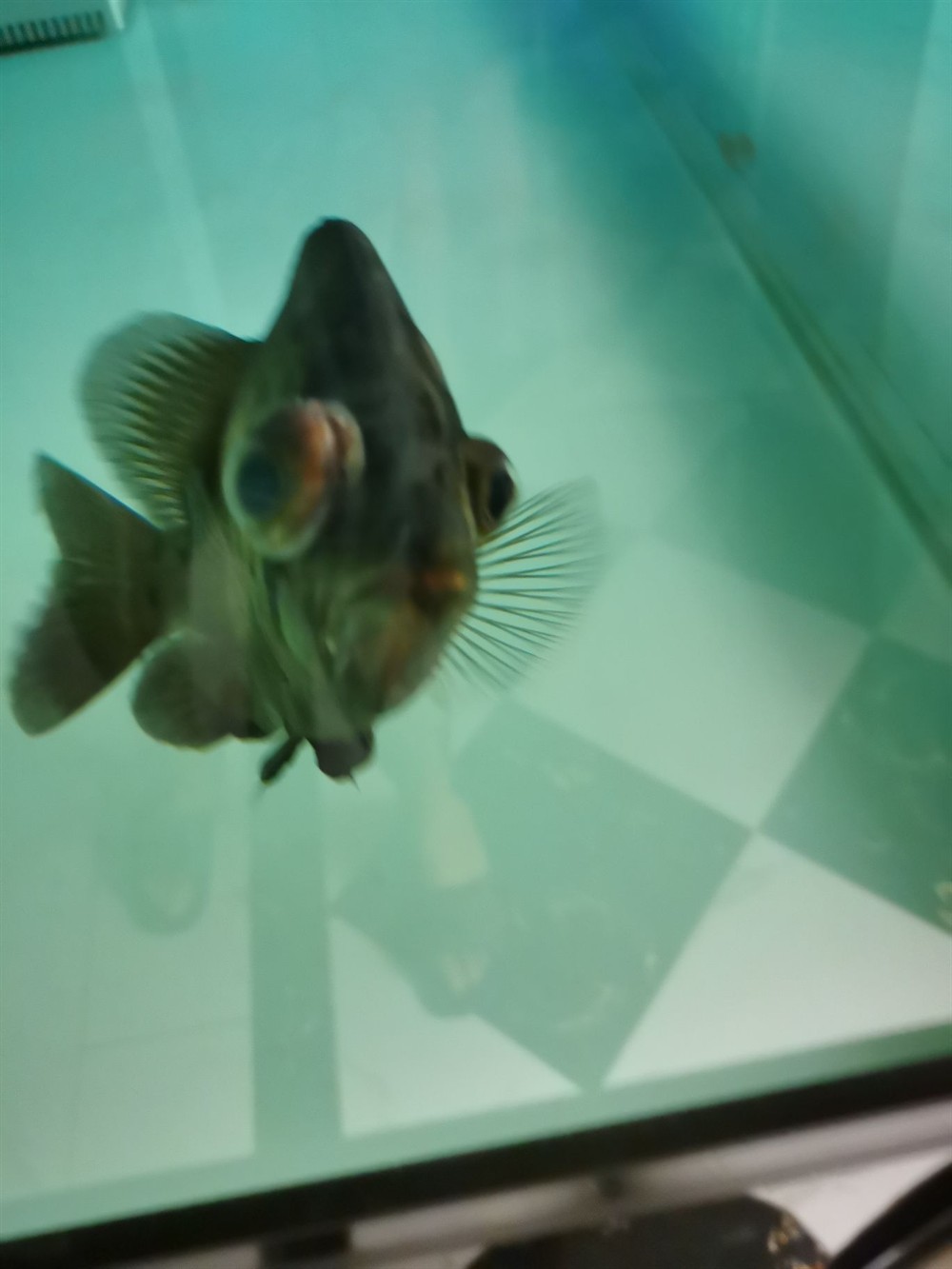 印尼虎魚應(yīng)該怎么治療 虎魚百科 第4張 印尼虎魚應(yīng)該怎么治療 印尼虎魚應(yīng)該怎么治療 虎魚百科 第4張