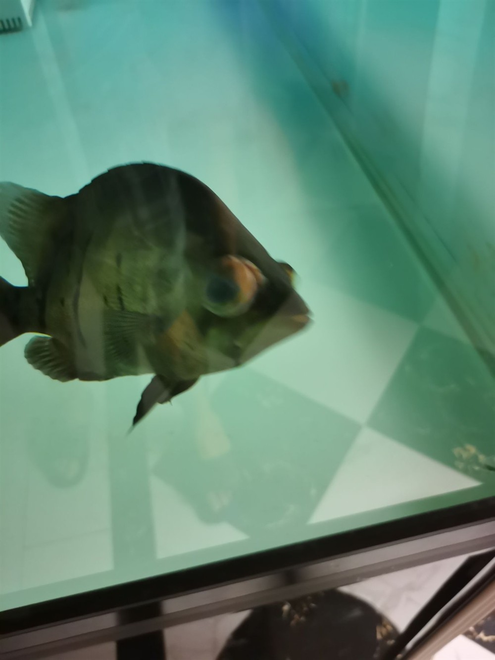 印尼虎魚應(yīng)該怎么治療 虎魚百科 第5張 印尼虎魚應(yīng)該怎么治療 印尼虎魚應(yīng)該怎么治療 虎魚百科 第5張