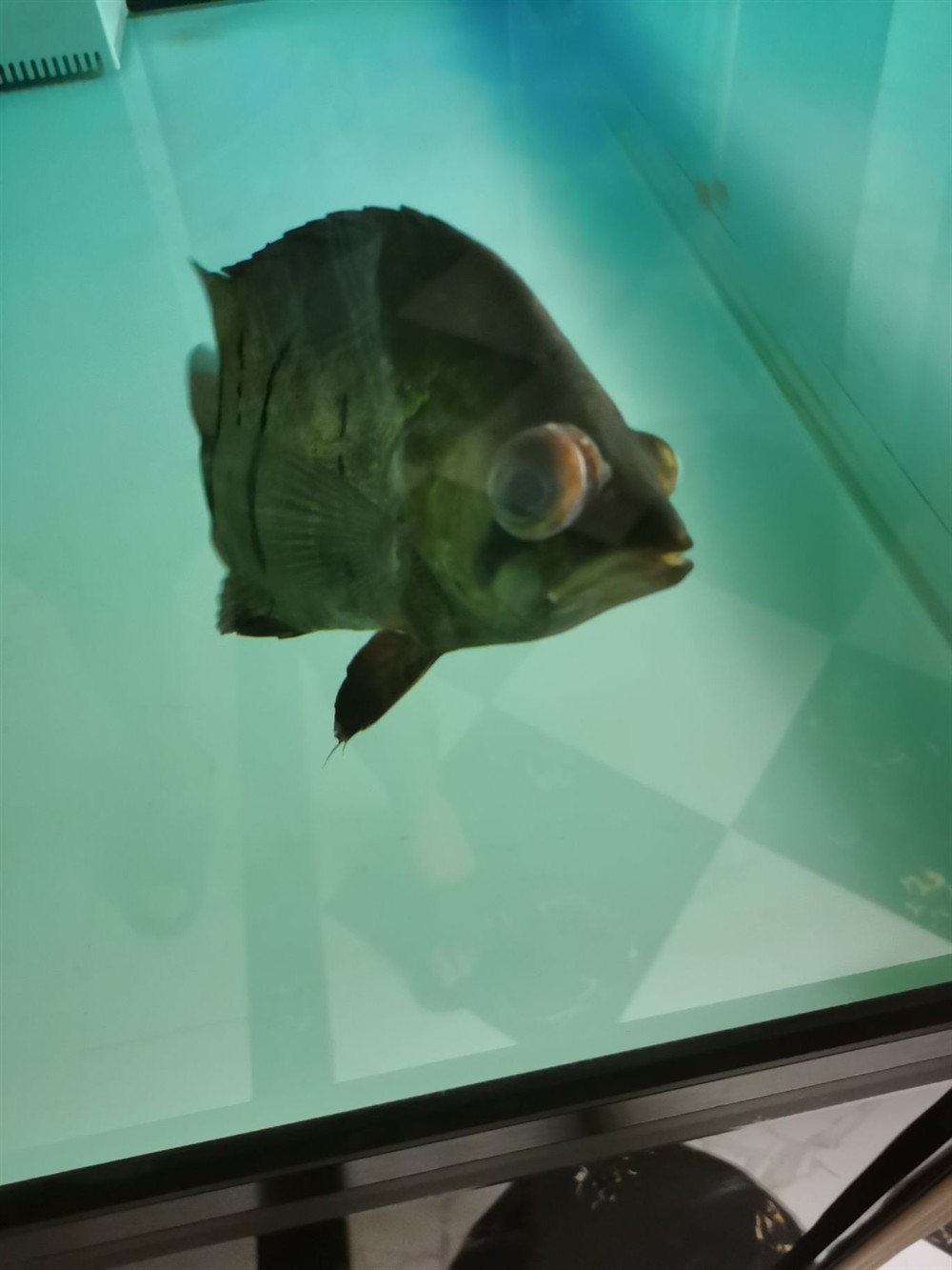 印尼虎魚應(yīng)該怎么治療 印尼虎魚應(yīng)該怎么治療 虎魚百科 第6張