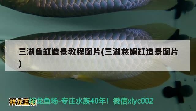 三湖魚缸造景教程圖片(三湖慈鯛缸造景圖片)