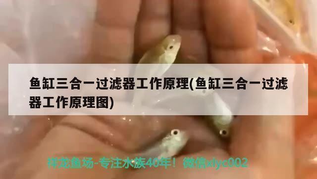 森森小福泰安康系列（森福源小兒貼是真的嗎）