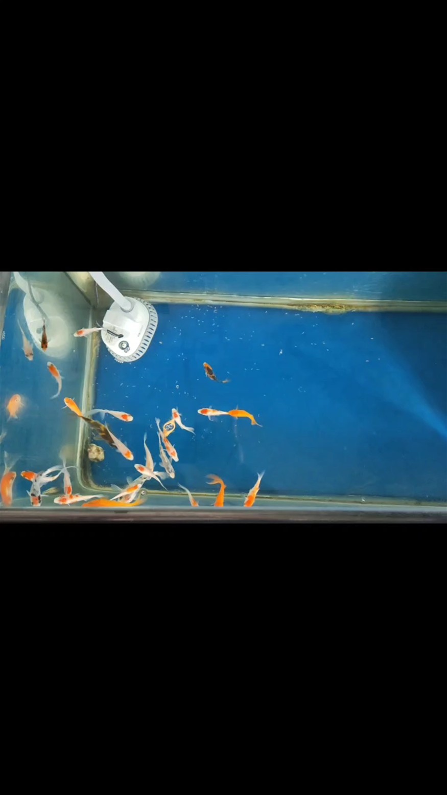 魚缸用增氧泵價格是多少:魚缸增氧機-xtrac增氧機-xtrac增氧機 開缸一周啦 龍魚論壇 開缸一周啦 開缸一周啦 龍魚論壇
