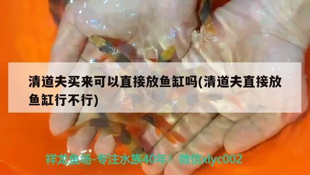 清道夫買來可以直接放魚缸嗎(清道夫直接放魚缸行不行)