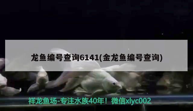 龍魚(yú)編號(hào)查詢(xún)6141(金龍魚(yú)編號(hào)查詢(xún))